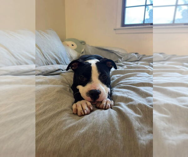 Medium Photo #4 American Staffordshire Terrier-Unknown Mix Puppy For Sale in Shermans Dale, PA, USA