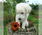 Small Photo #6 English Cream Golden Retriever Puppy For Sale in PROSPECT, VA, USA