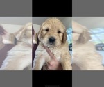 Small Photo #67 Goldendoodle Puppy For Sale in RATHDRUM, ID, USA