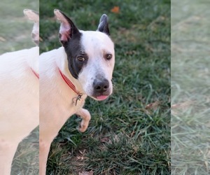 Parker - Louisiana Litter - Male Mutt Dog for Adoption - Photo #17