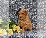 Small Photo #3 Miniature Labradoodle Puppy For Sale in KINZERS, PA, USA
