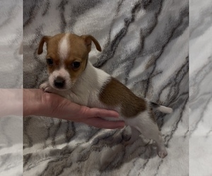 Jack Russell Terrier Puppy for Sale in MOUNT CARMEL, Pennsylvania USA