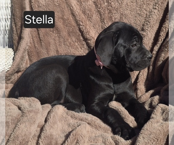 Medium Photo #4 Cane Corso Puppy For Sale in MINERAL WELLS, WV, USA