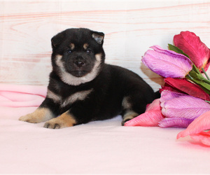 Shiba Inu Puppy for sale in CANTON, SD, USA