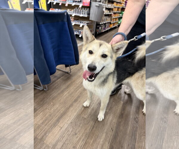Medium Photo #3 Siberian Husky Puppy For Sale in Cedar Crest, NM, USA