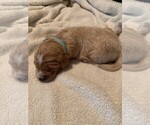 Small Photo #8 Goldendoodle Puppy For Sale in AUSTIN, TX, USA