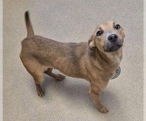 American Pit Bull Terrier Dogs for adoption in Decatur, IL, USA