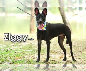 Ziggy from Taiwan - Male Mutt Dog for Adoption - Photo #3