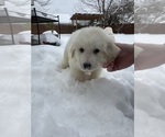 Puppy Vail Great Pyrenees