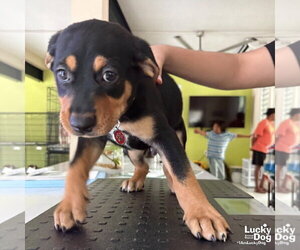 Mutt Dogs for adoption in Washington, DC, USA
