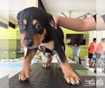 Small Mutt
