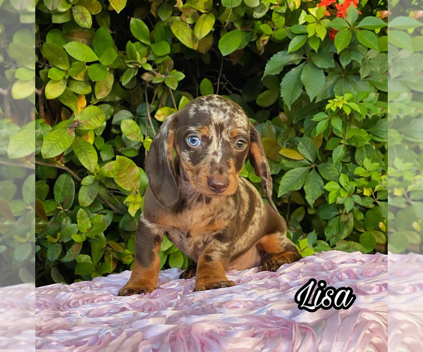Medium Photo #1 Dachshund Puppy For Sale in MIAMI, FL, USA