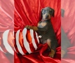 Small #2 Doberman Pinscher
