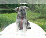 Small #6 German Shepherd Dog