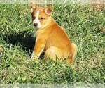 Small Photo #3 Texas Heeler Puppy For Sale in PAOLA, KS, USA