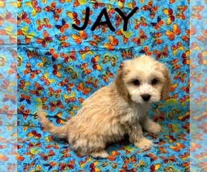 Cockapoo (Miniature) Puppy for sale in HARTLAND, MN, USA