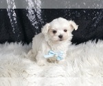 Puppy Blanco Maltese