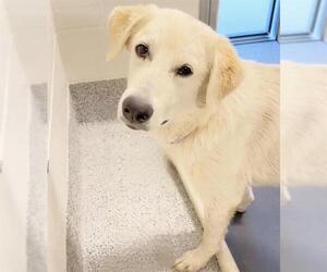 Labrador Retriever-Unknown Mix Dogs for adoption in Houston, TX, USA