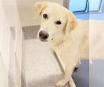Small Labrador Retriever Mix