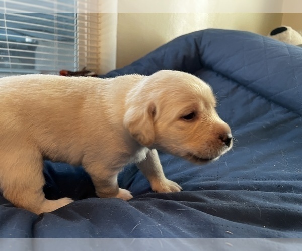 Medium Photo #19 Labrador Retriever Puppy For Sale in CLOVIS, CA, USA