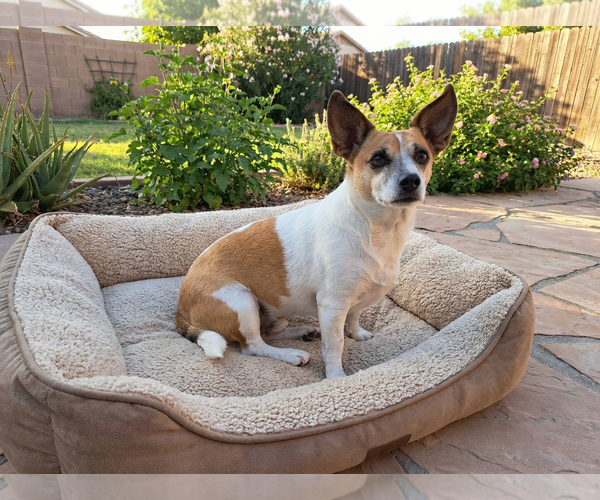 Medium Photo #3 Chihuahua-Unknown Mix Puppy For Sale in Chandler, AZ, USA