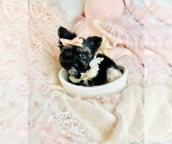 Medium Photo #12 Yorkshire Terrier Puppy For Sale in TAMPA, FL, USA