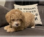 Small Photo #2 Goldendoodle Puppy For Sale in PEMBROKE PINES, FL, USA