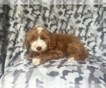 Small #8 Cavapoo