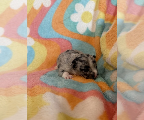 Medium Photo #8 Chihuahua Puppy For Sale in SHERMAN, TX, USA
