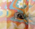 Small #7 Chihuahua