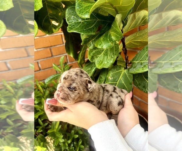 Medium Photo #11 English Bulldog Puppy For Sale in PORT RICHEY, FL, USA