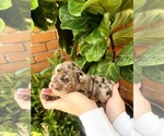 Small Photo #11 English Bulldog Puppy For Sale in PORT RICHEY, FL, USA