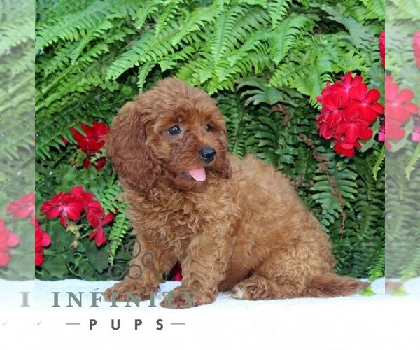 Medium Photo #2 Cavapoo Puppy For Sale in RISING SUN, MD, USA