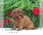 Small #1 Cavapoo