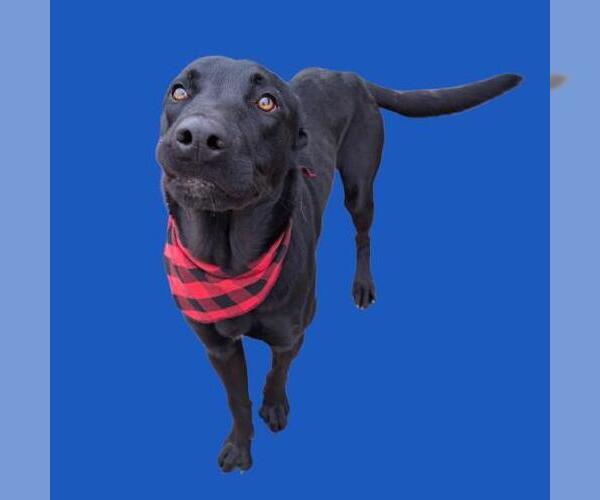 Medium Photo #1 Labrador Retriever-Unknown Mix Puppy For Sale in Bakersfield, CA, USA