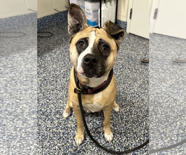 Medium Photo #8 Akita-Unknown Mix Puppy For Sale in Jackson , NJ, USA