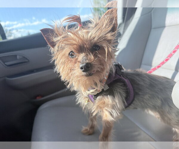 Medium Photo #9 Mutt Puppy For Sale in Arlington, VA, USA