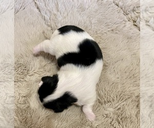 Medium Shih Tzu