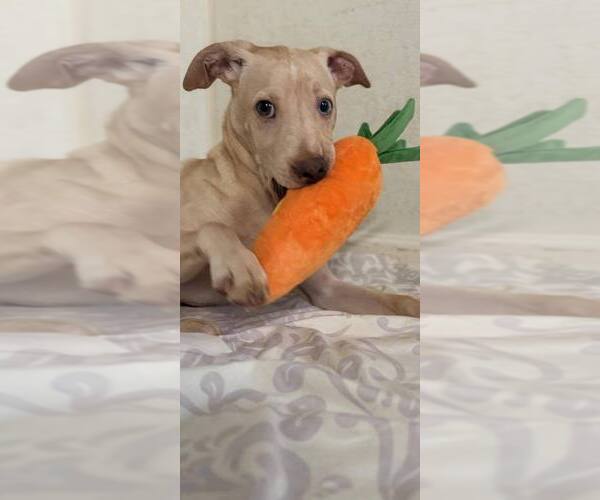 Medium Photo #11 Labrador Retriever-Unknown Mix Puppy For Sale in New York, NY, USA