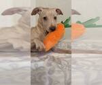 Small #10 Labrador Retriever Mix