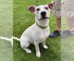 Small #2 American Pit Bull Terrier Mix