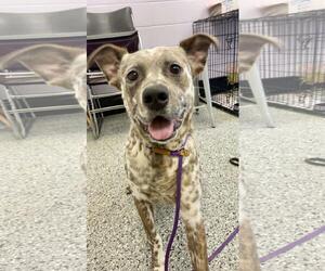 American Staffordshire Terrier-Border Collie Mix Dogs for adoption in Front Royal, VA, USA