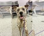 Small American Staffordshire Terrier-Border Collie Mix