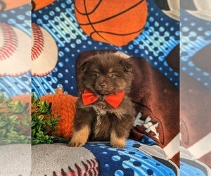 Pomeranian Puppy for sale in LINCOLN UNIVERSITY, PA, USA