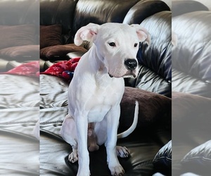 American Pit Bull Terrier-Dogo Argentino Mix Puppy for sale in GLENDALE, AZ, USA