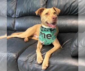 Peanut - Male Mutt Dog for Adoption - Photo #8
