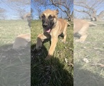 Small Photo #3 Anatolian Shepherd-German Shepherd Dog Mix Puppy For Sale in DAWN, MO, USA