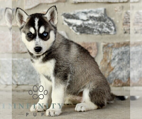 Medium Photo #4 Gerberian Shepsky Puppy For Sale in HONEY BROOK, PA, USA