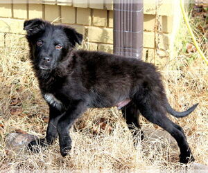 Border Collie-Unknown Mix Dogs for adoption in Munford, TN, USA