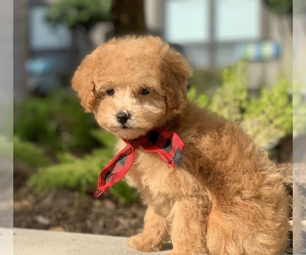 Medium Photo #3 Poodle (Toy) Puppy For Sale in HOUSTON, TX, USA